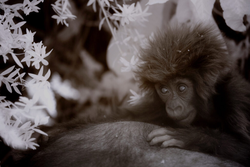 Gorilla baby titus family rwanda scaled